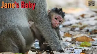 Mom Monkey Jane Gives Birth A Very Cute Baby Monkey Boy, This is A First Baby Boy of Mom Mommy Jane