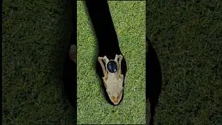 Snake Stone 🪨🐍🪨 Cobra Stone