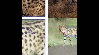 A population assessment of serval using social media - a podcast