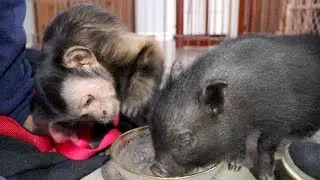 Monkey Meets Baby Piglet!