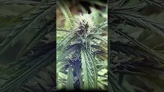 #420 Ice Cream Cake by Barney's Farm