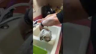 Cute Pooch Bathed By Big Mamma!