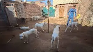 Dogo argentino update 😱👹 [ALPHA THE DOGO VLOG]#canecorso #alphathedogo #dogoargentino #pets #cane