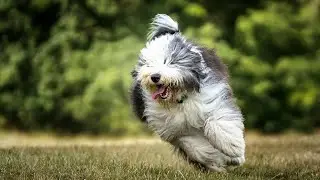 Old English Sheepdog Obedience: Strengthening the Bond Through Training