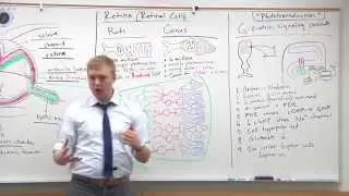 MCAT 2015 Psychology (12) - Phototransduction Cascade (G protein)