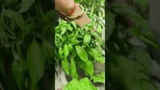 My terrace garden tour in hindi | Vegetable garden | Terrace garden ideas