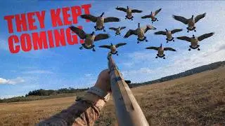 INTENSE Goose Hunt in Norway! No LIMITS!