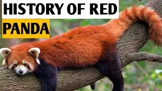 History of the Red Panda | Evolution INSIGHTS