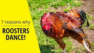 Why roosters dance