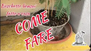 Boschetto bonsai l&rsquo;inizio