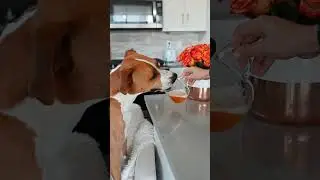 watermelon pupparita 🍉🐶 a cocktail for dogs #asmr