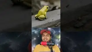 never touch these frogs #tamilfacts #interestingfacts #tamilnews #shorts