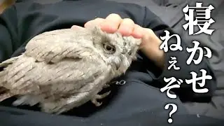 夜23時に飼い主が寝ようとすると、急に遊び出すフクロウがこちらです…