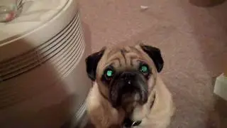 Dog's eyes change color, green and black