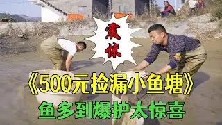 500元撿漏壹個小魚塘，魚多到爆護太驚喜！#小飛哥#三農 #戶外 #抓魚#新農人計劃2026#農村生活 #我要上熱門