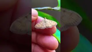 Pearl moth #shorts #moths #inaturalist  #annlazaro