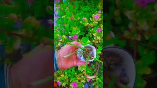 Allah tera shukr h baris hui aaj##viral short#Muslim status