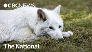 Tech company&rsquo;s revival of extinct dire wolves raises ethical questions