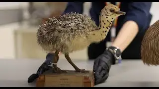 Australian Museum: What is Ornithology?