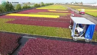 MG de Boer CV -  Plantgoed Sierheesters in Kweektray