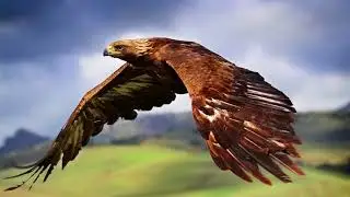 Pandhora - Oghab (Boshoco Remix) Feat. Aida Shahghasemi