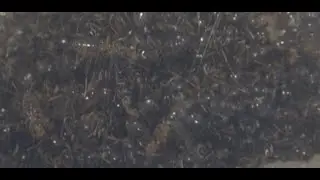 Lasius emarginatus #10 : La diapause