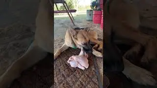 Can Titan handle a whole chicken???👀🔥🥩 #dogs #germanshepherd #raw #dogfood #rawfood #chicken