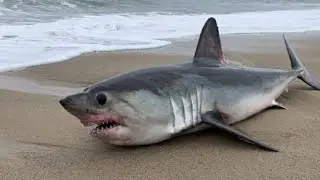 Shark found on Paloleum Beach | Beaches of Goa | Rachit | India|