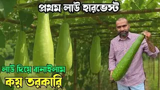 My First Bangla Lau Harvest! 🍃 3 Delicious Recipes + Walking Pad Unboxing! কদু দিয়ে ৩ রেসিপি