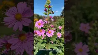 Why Every Garden Needs Sage: Hardy, Beautiful & Bee-Friendly #gardensage  #growingsage