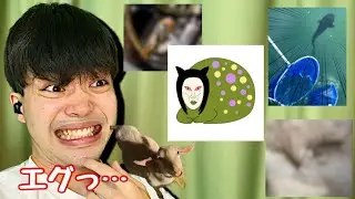 【衝撃】最近のおろちんゆーさんのビートボックス凄くね…！？？