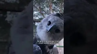 A bird with talons like a bear? Meet the harpy eagle&mdash;one of the most powerful raptors on Earth! 🦅