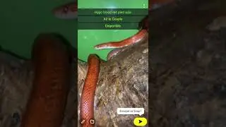 Python royal regius/pastel jungle/pastel/Lesser/spider/Pantherophis guttatus/plantes &🌵￼disponible