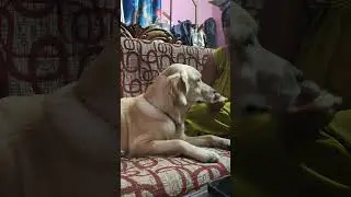  নিজের খাবার ছেড়ে আমাদের খাবার খাবে ❤️😀