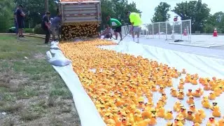 Rubber ducky race for a cause