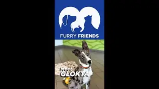 Meet Glokta&mdash;Roanoke&rsquo;s Energetic Pup Looking for a Forever Home