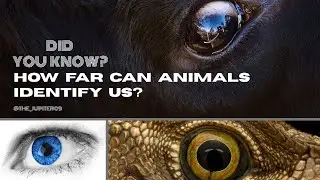#didyouknow  How far can animals identify us? #animals #wildlife #facts