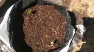 BUTTER PEAS -  IN GROW BAGS - HARVEST  (OAG 2015)