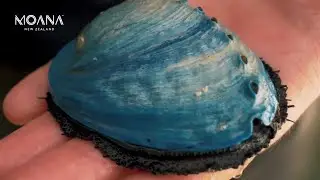 Growing blue pāua (abalone)