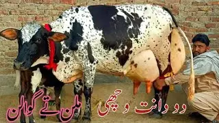   cholistani frizen cross cow for sale (03061061151) youtube.January 10, 2026