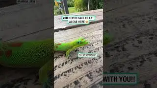 Friendly gecko is the perfect breakfast date 🥹🦎     🎥: TikTok / hannnah.leigh