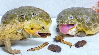 Bearded Dragon & African Bullfrog Tries to Eat Cockroach and Worms! Warning live feeding