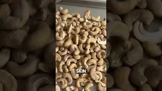 This is how cashews grow?! You&rsquo;ve never seen this nut before! 😱🌰