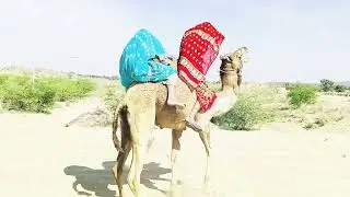تستمتع الفتيات بالصعود إلى السطح.🥰#shortvideo #shorts #short #enjoy #camelvideo #thar #villagelife 