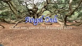 Angel Oak NC