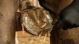 Hoof Blocked With Stones &mdash; Cleared and Trimmed Safely!