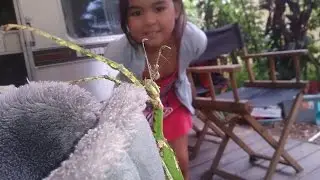 Alien Monster Insect Visits Martys Garden on XMas Day