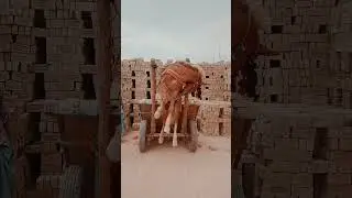 बहाल हिजड़ा बेचारा दिल है ||dancer Tara Mishra 🐴#shorts #youtubeshorts #viral