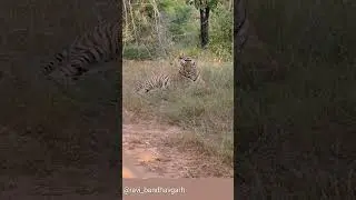 Wow super sighting injoy ♨️||Tiger sighting | catwalk | beautiful ❤️ movement ♨️ #injoy #viral