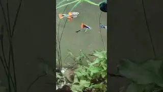Do not overfeed your fish 🐠 #fish #petfish #feeding #tips #healthy #pets #guide #aquarium #bettafish